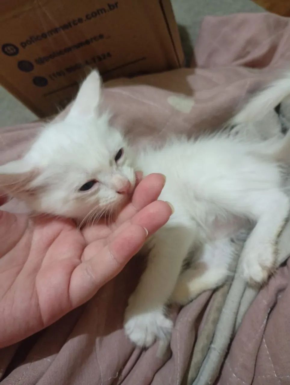 Doa ção de gatinhos filhotes - Foto 2