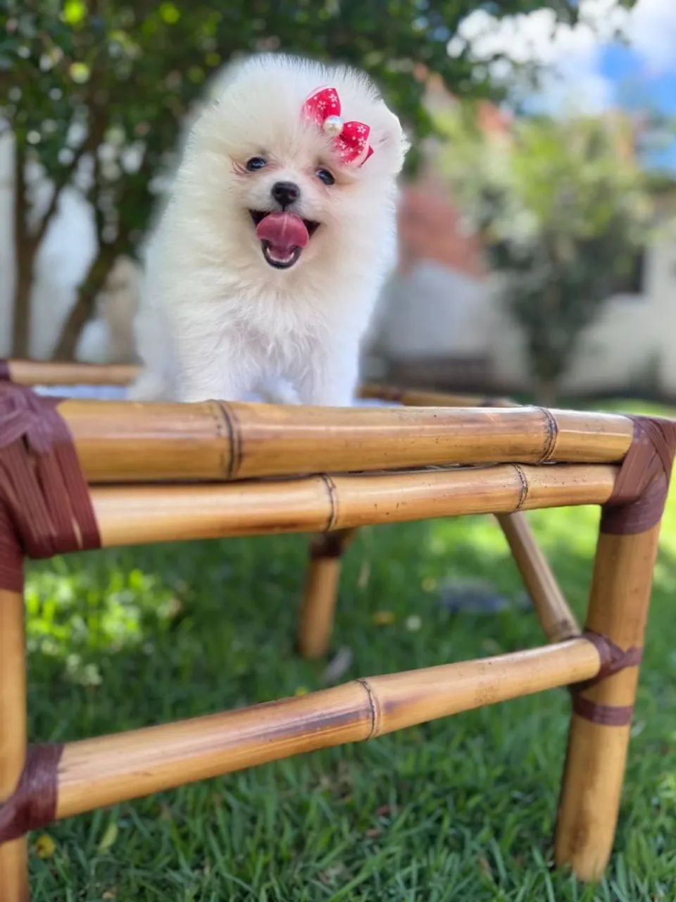 Lulu da Pomerânia fêmea 