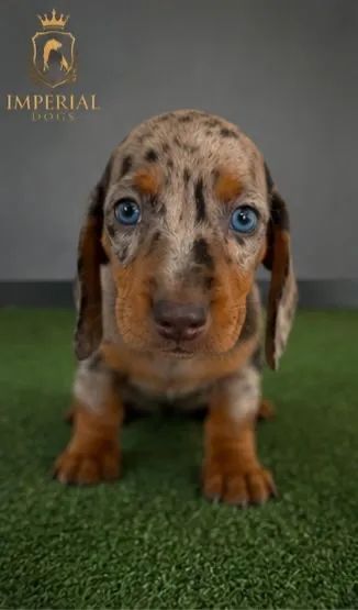 Cachorro  - Foto 2