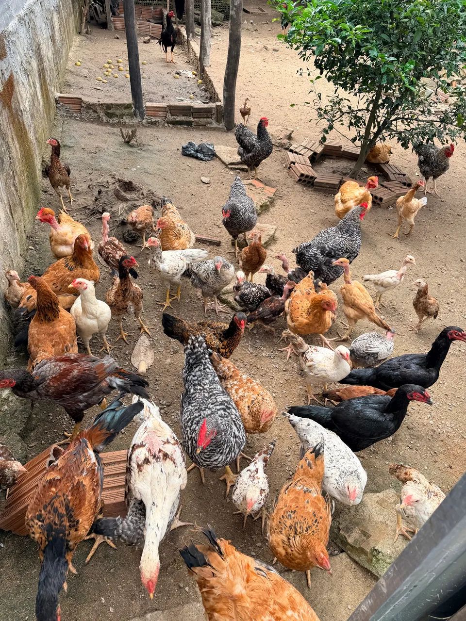 VENDO CODORNAS GIGANTES E CHOCADEIRA  - Foto 4