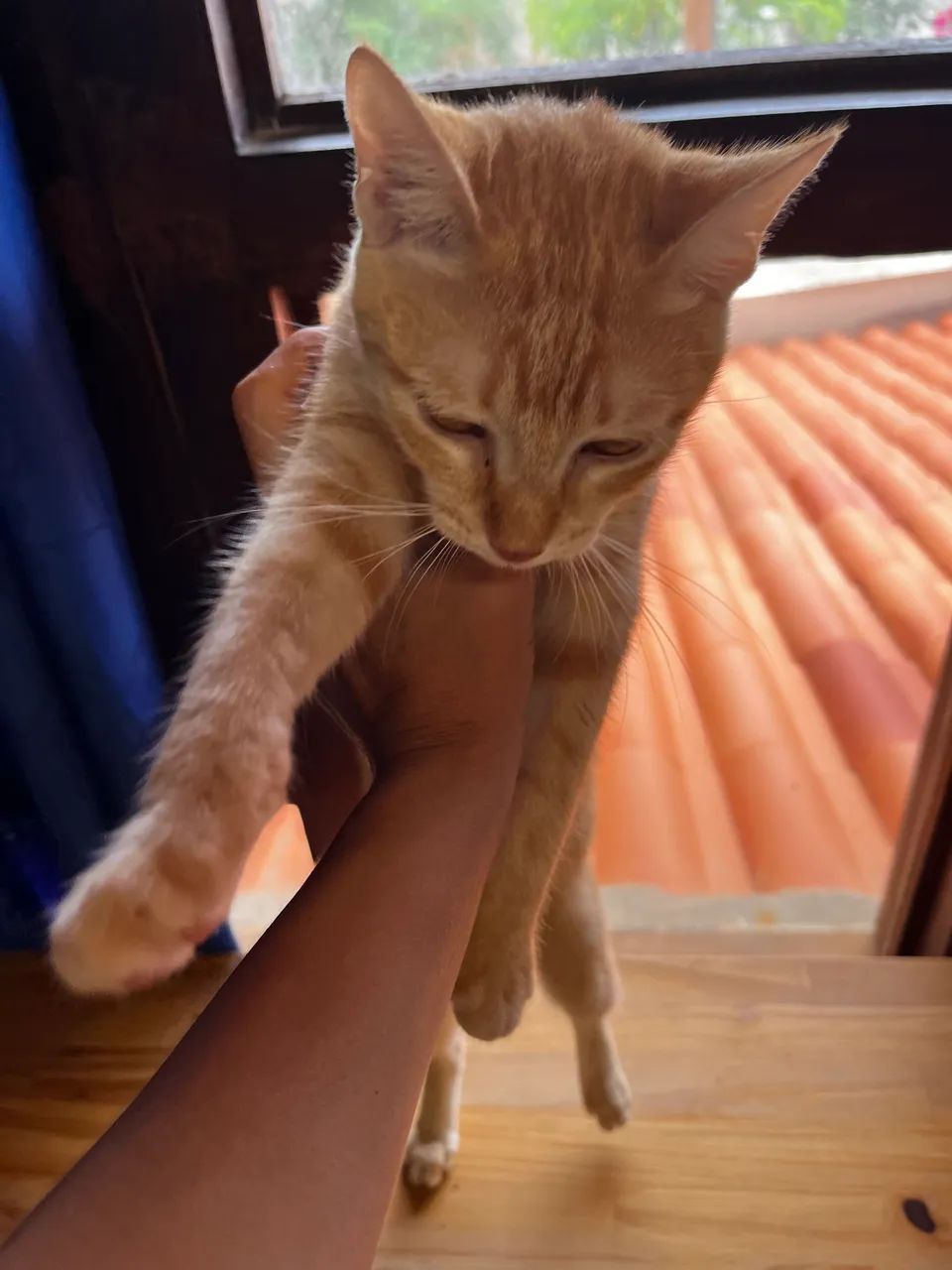 Doação de gato - Foto 3