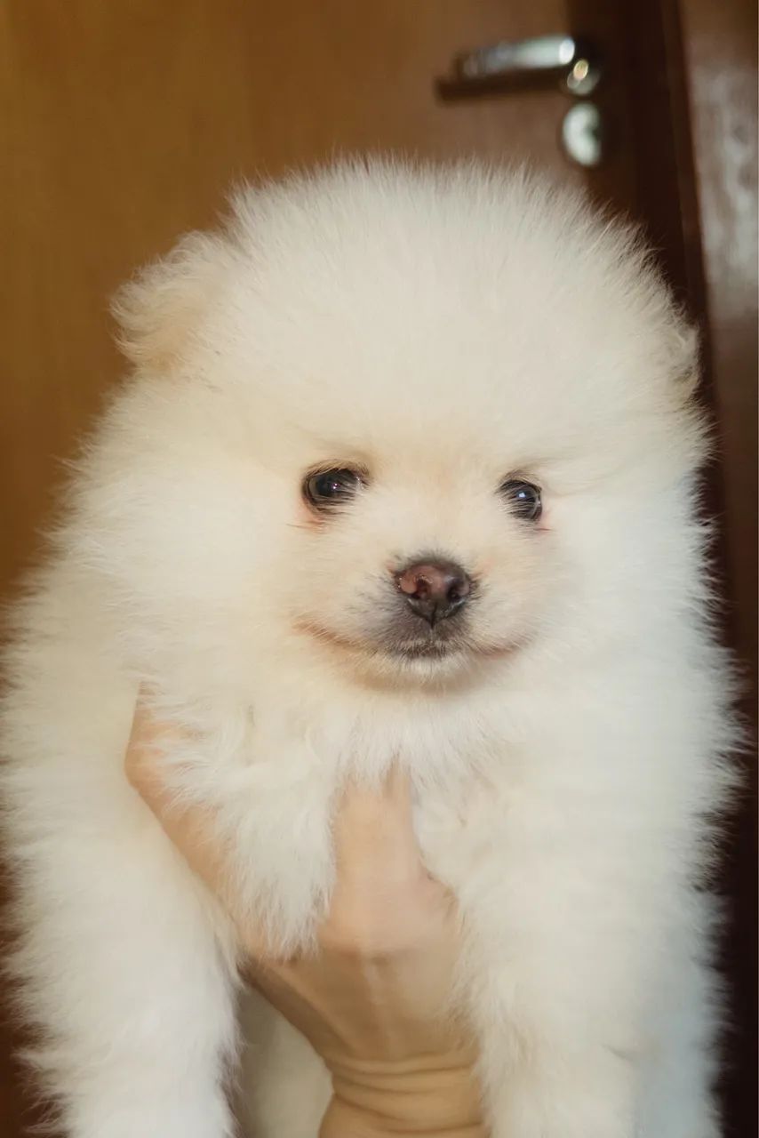 Spitz Alemão Ursinho 