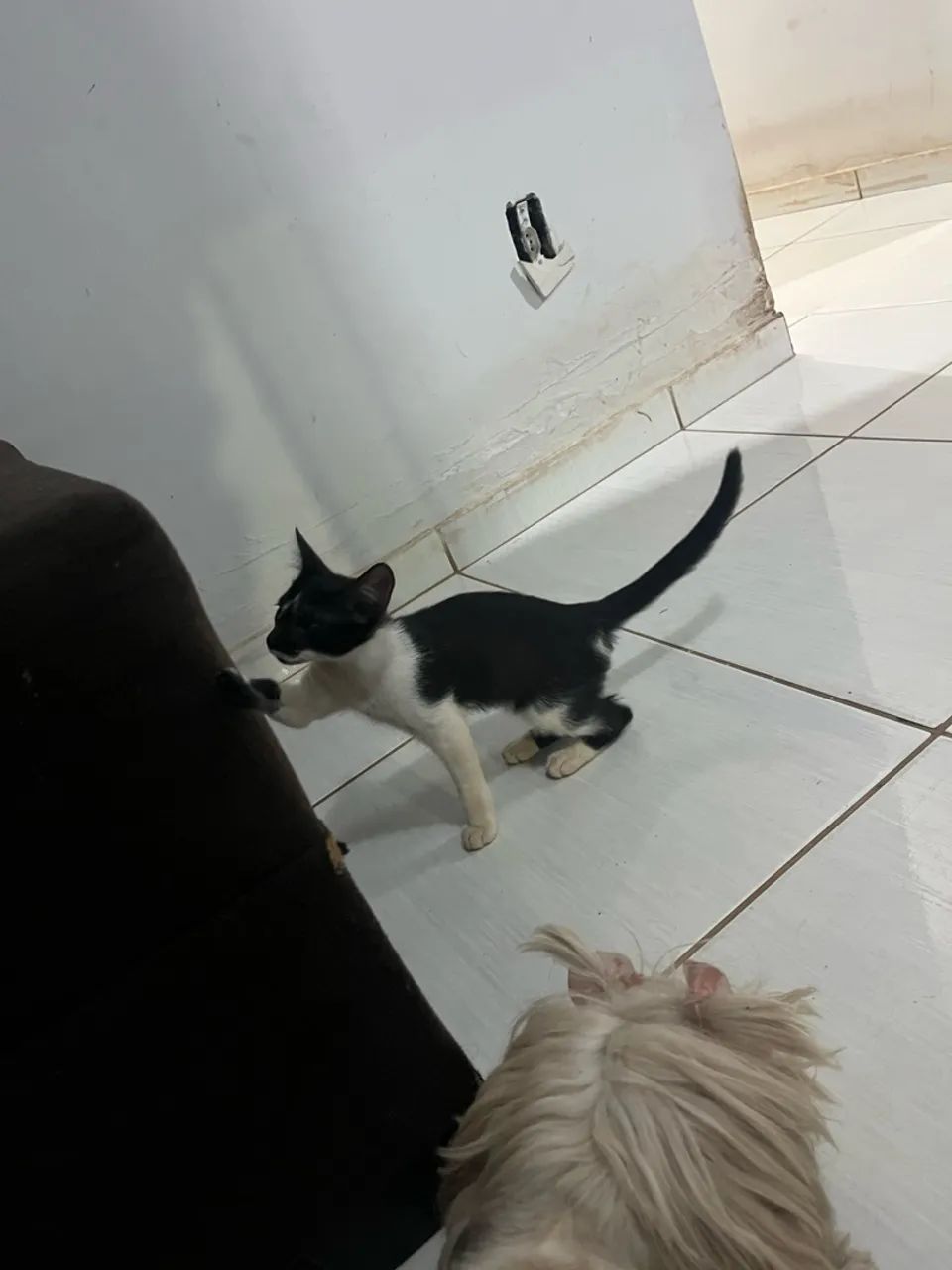 Dia de gato  - Foto 4