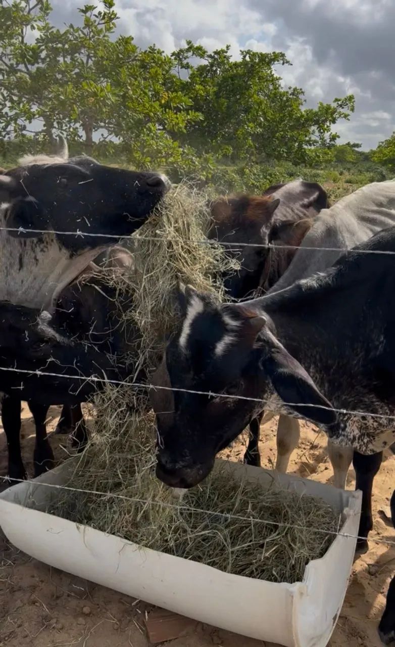 VENDA DE GADO - OPORTUNIDADE - Foto 2