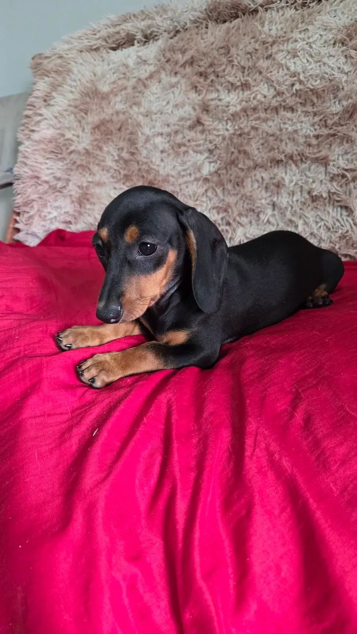 Fêmea Dachshund  - Foto 2