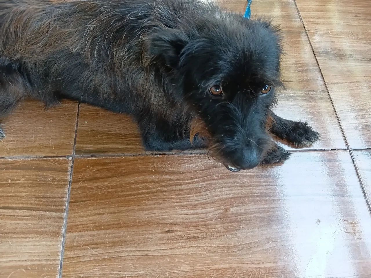Adoção de cachorro  - Foto 2