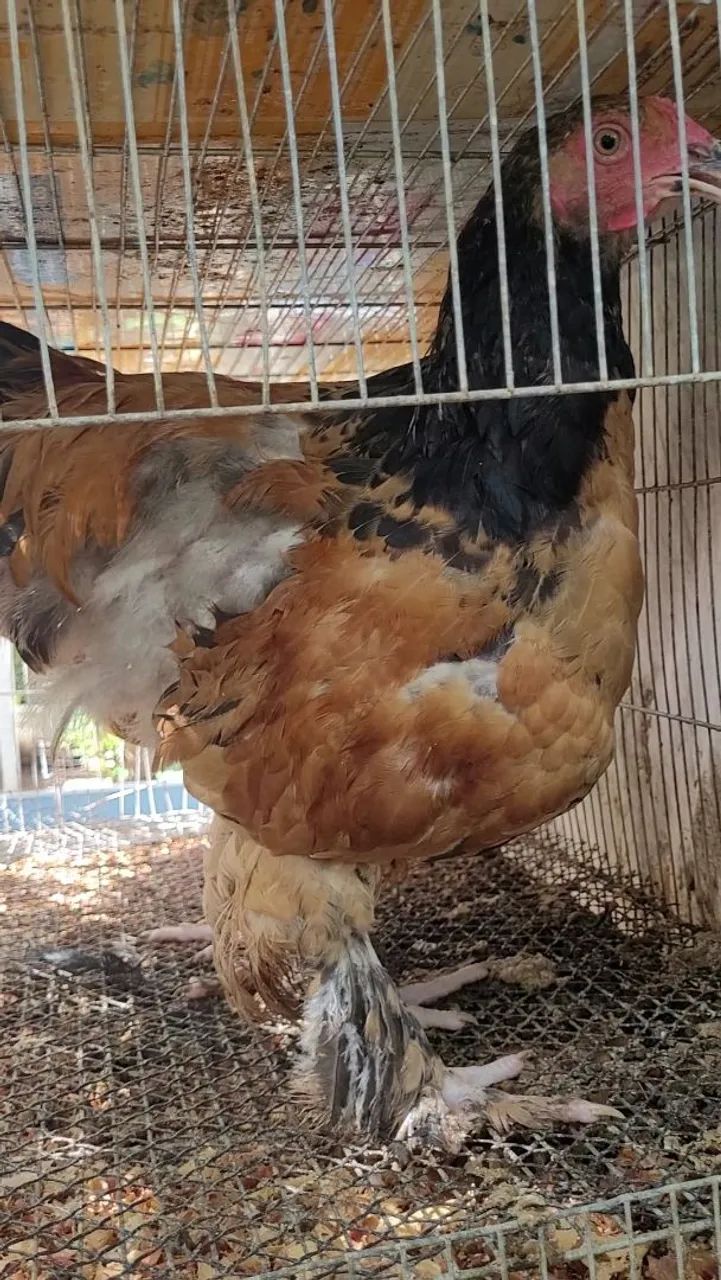 Frango Brahma Buff - Foto 3
