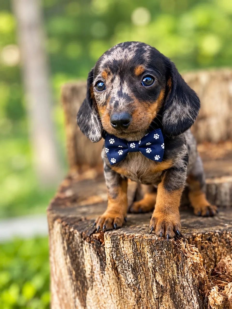 Macho de dachshund  - Foto 3