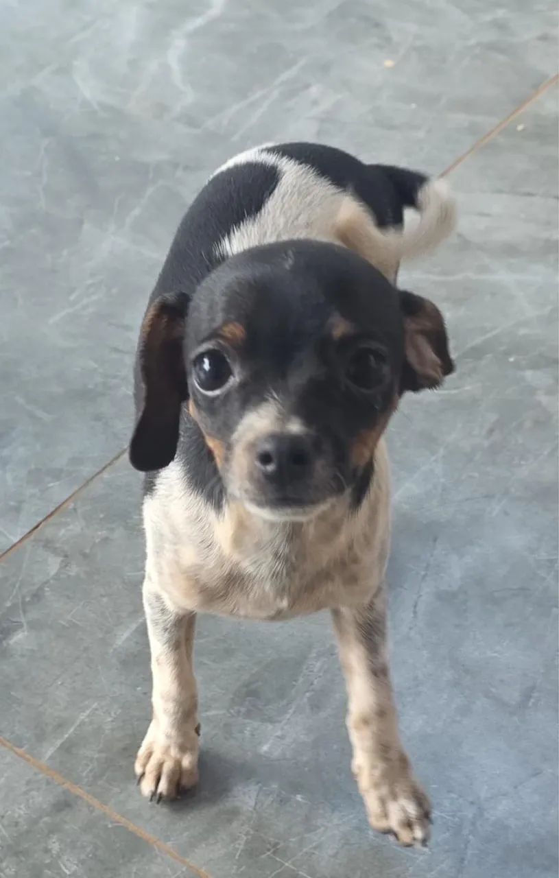 Pinscher  1  - Foto 3