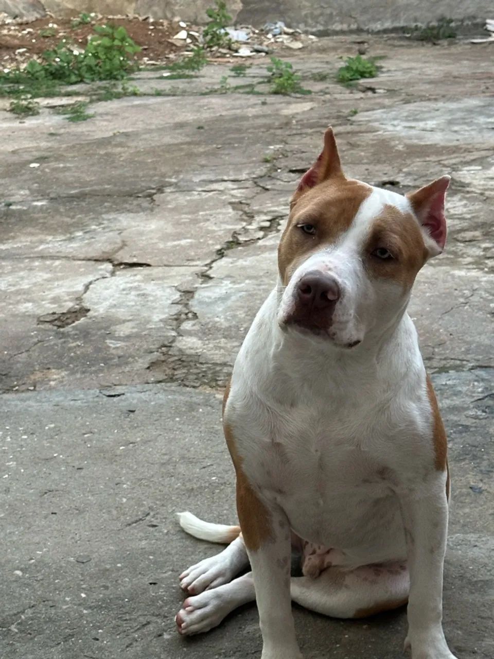 Pit bull mostre com terrier  - Foto 2