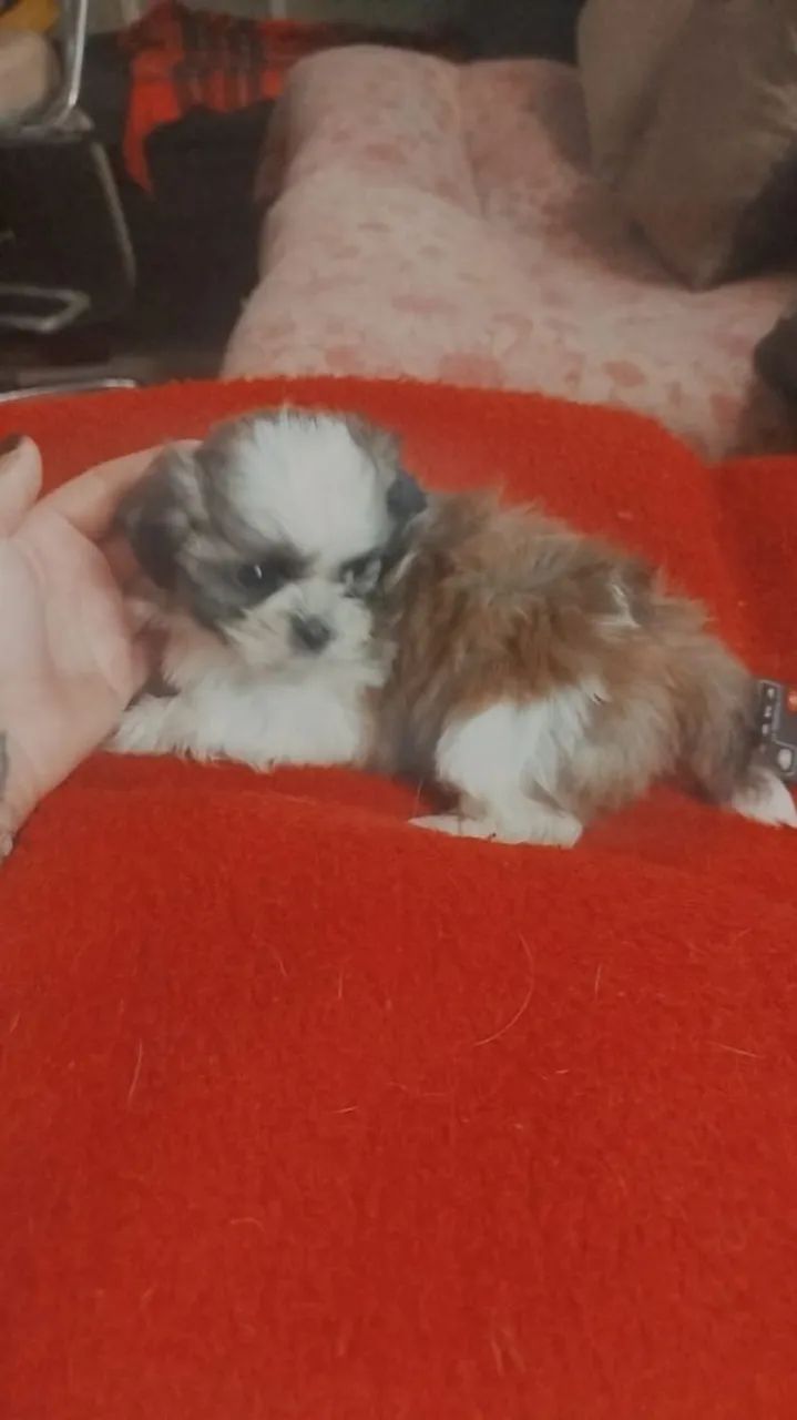 Shitzu 