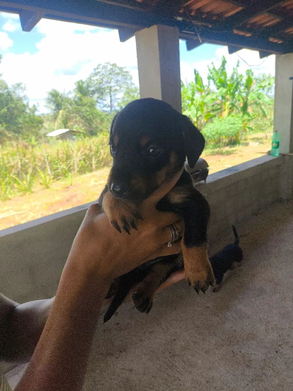Cachorro dachshund com pastor alemão. 