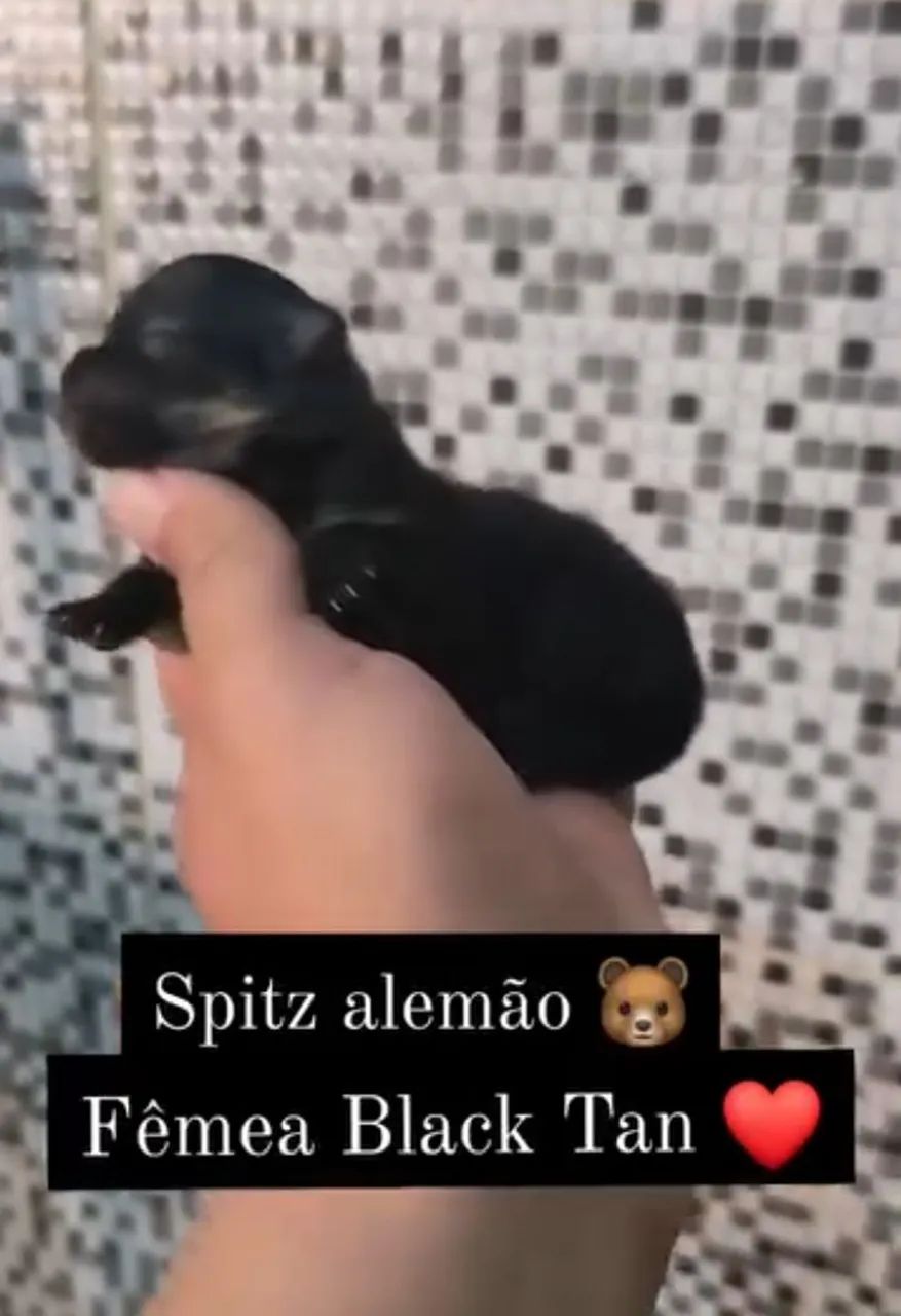 Fêmea black and tan ( reserva)