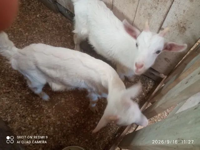 Bode cabra cabrito - Foto 2