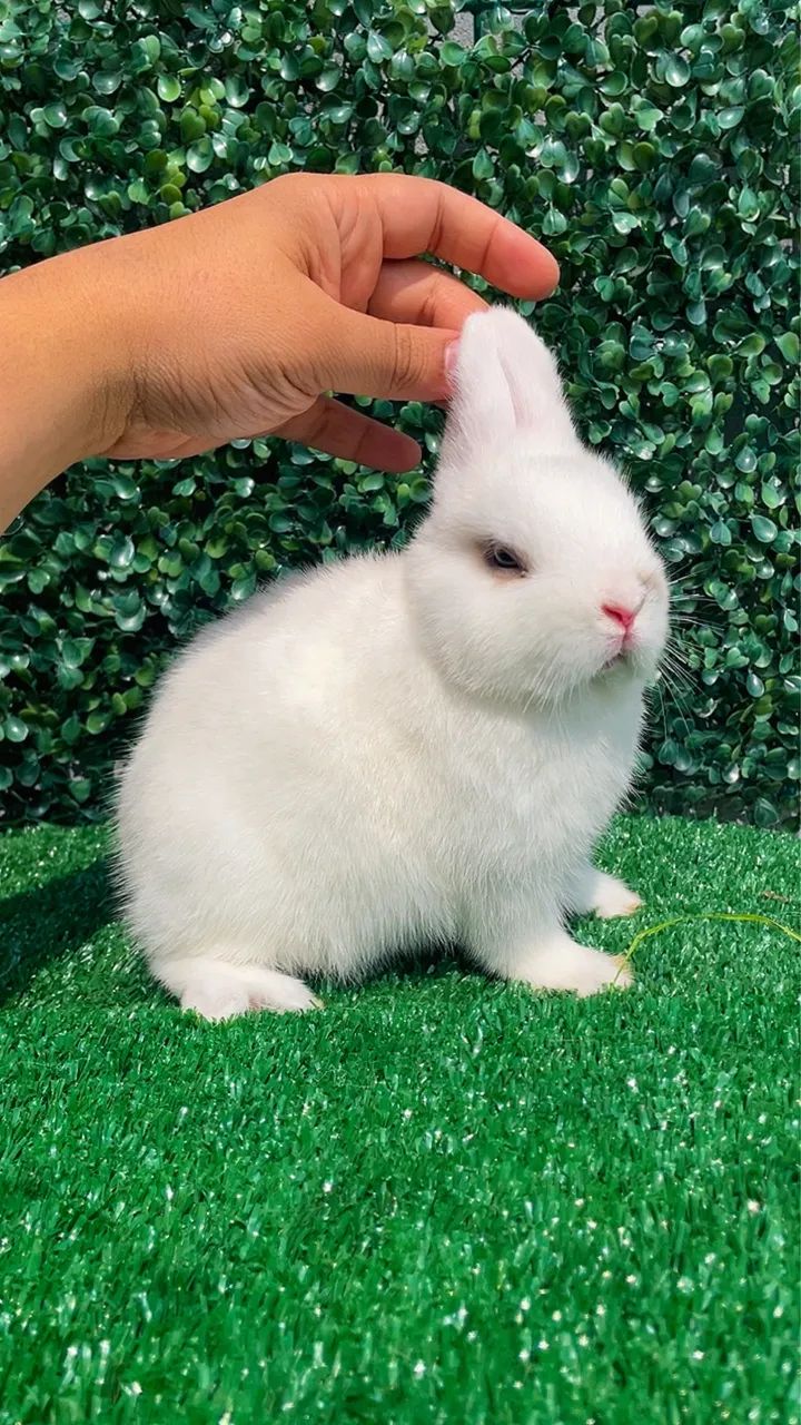 Mini coelhos