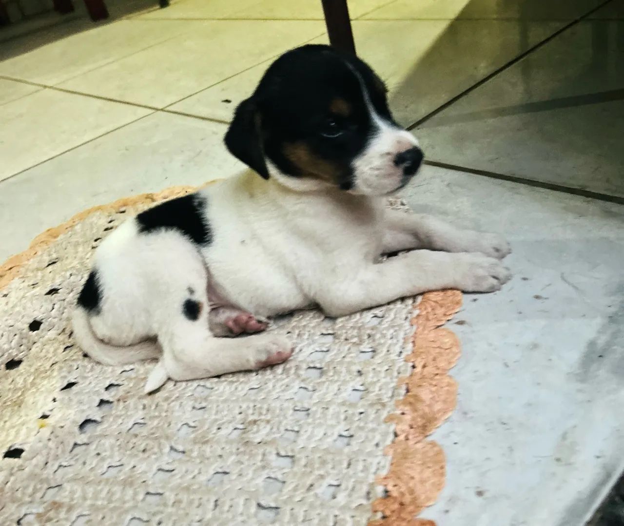 Fox Paulistinha 