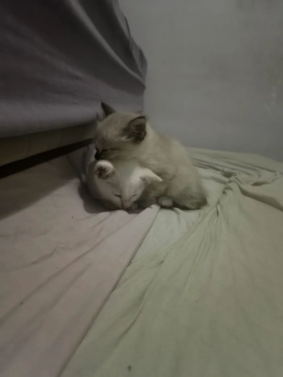 Gato