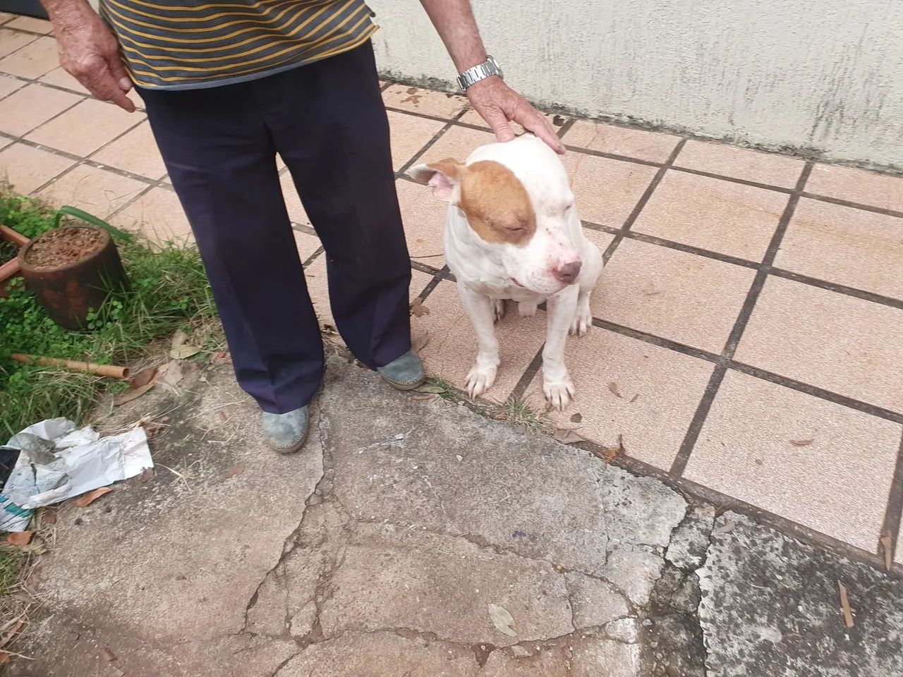 Doa se pitbull - Foto 2
