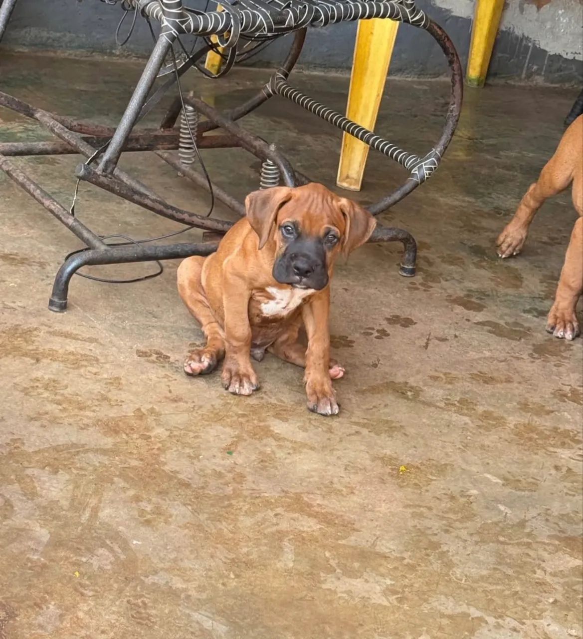 Cachorro