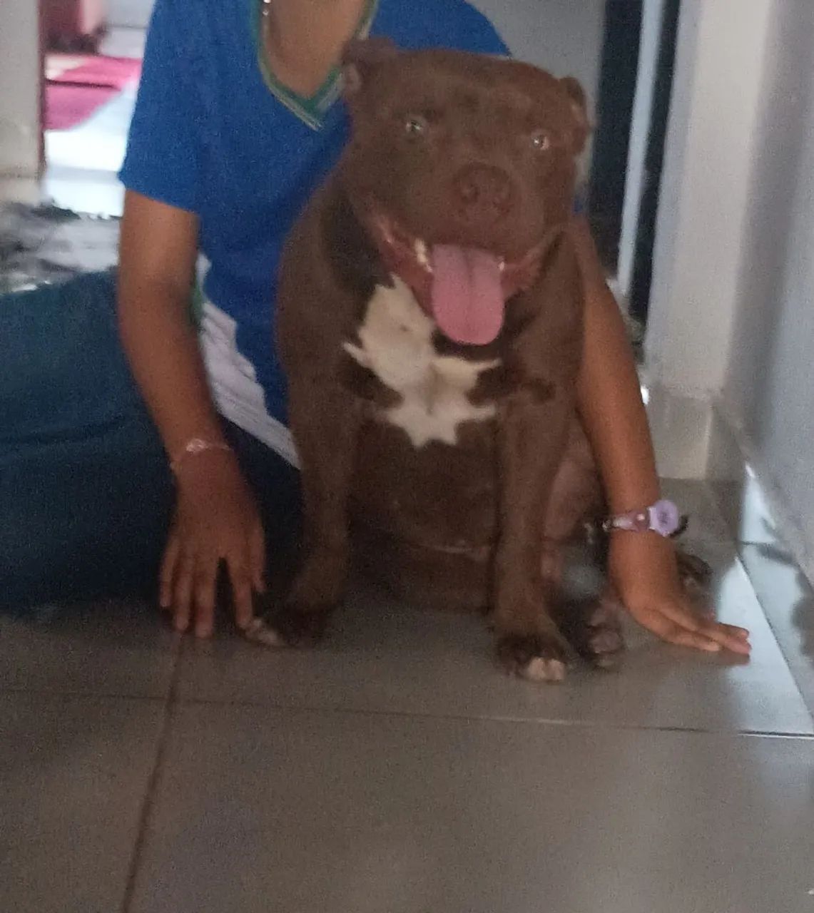 filhotes Pitbull  - Foto 3