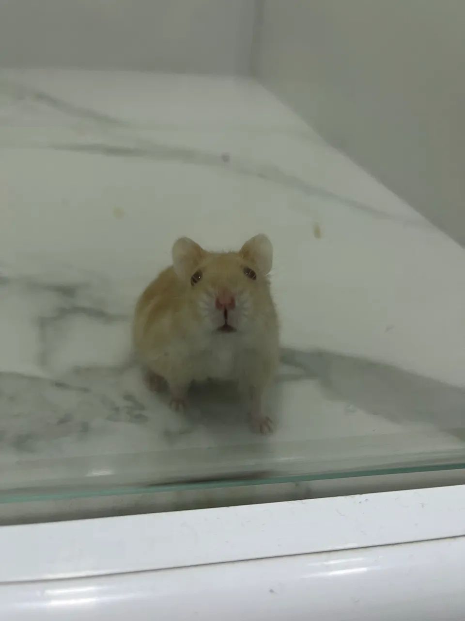 Hamster anão russo