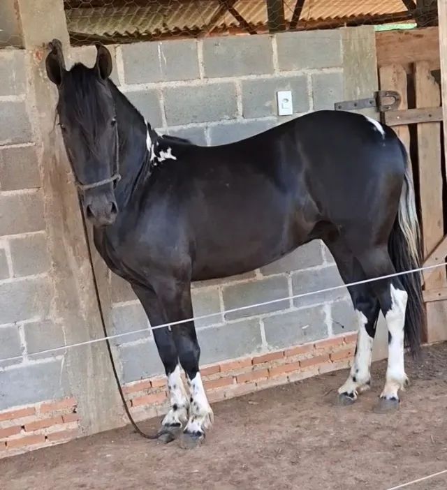 Cavalos  - Foto 2
