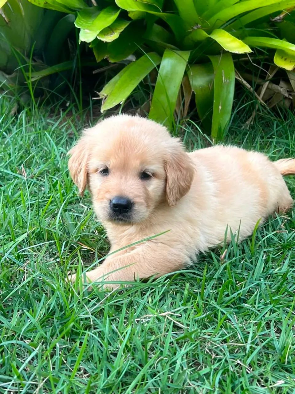 Golden retriever  - Foto 2