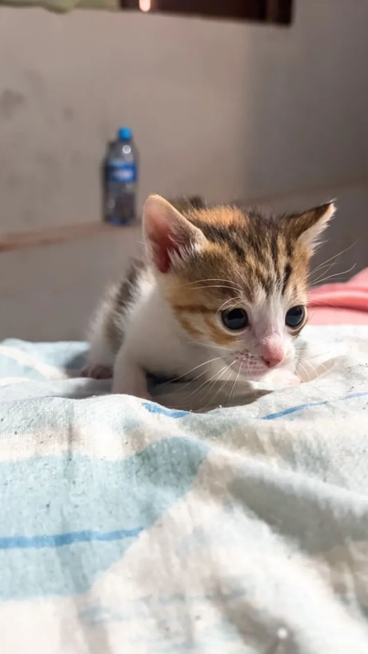 doação de gatinhos 