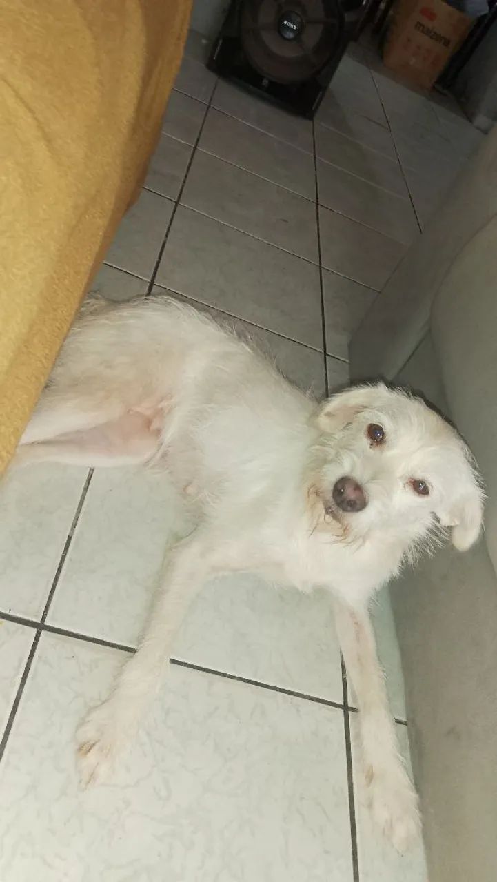 Cachorra abandonada gravida - Foto 2