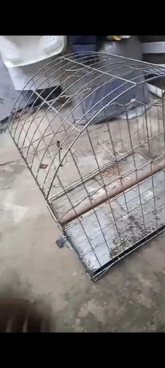Vendo gaiola de papagaio 