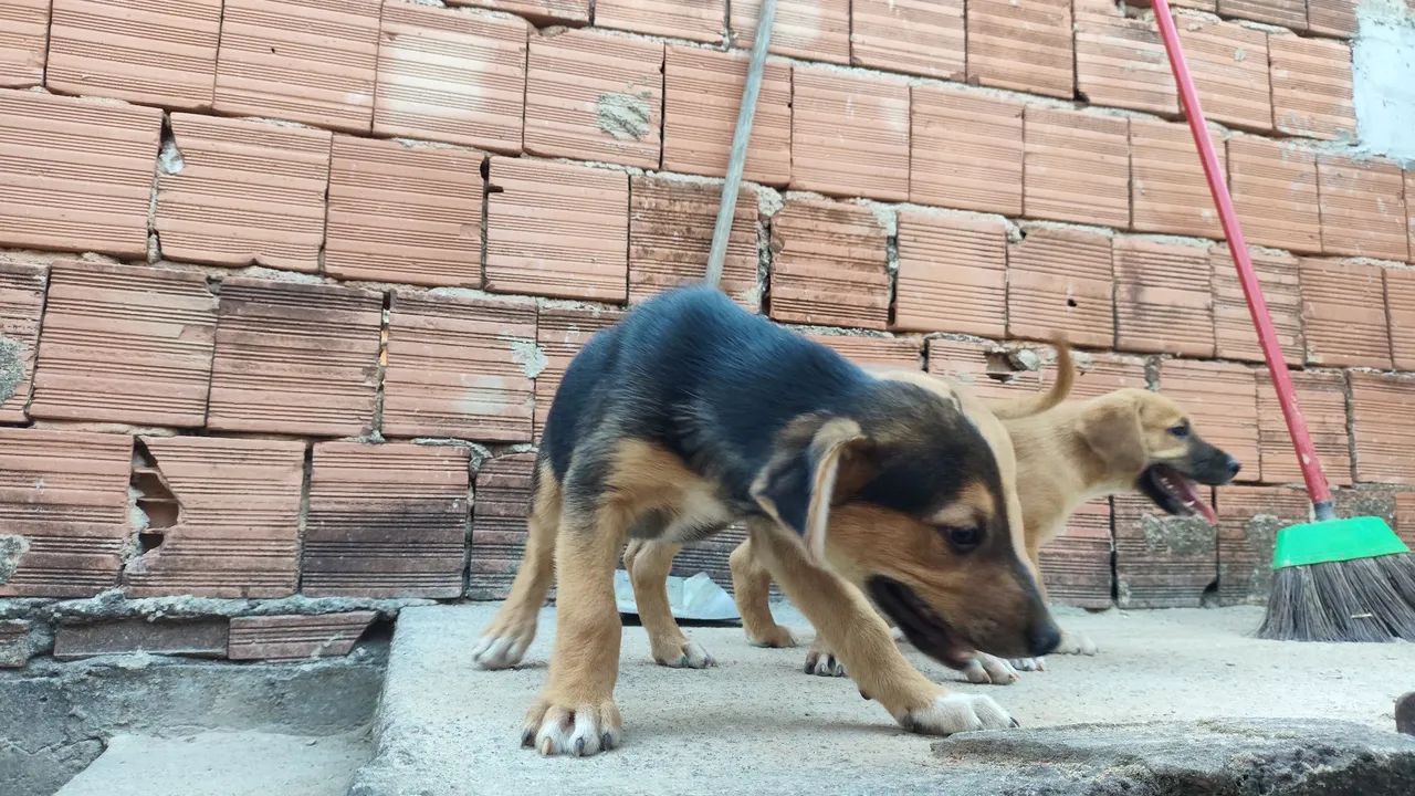 Cães para doação  - Foto 4