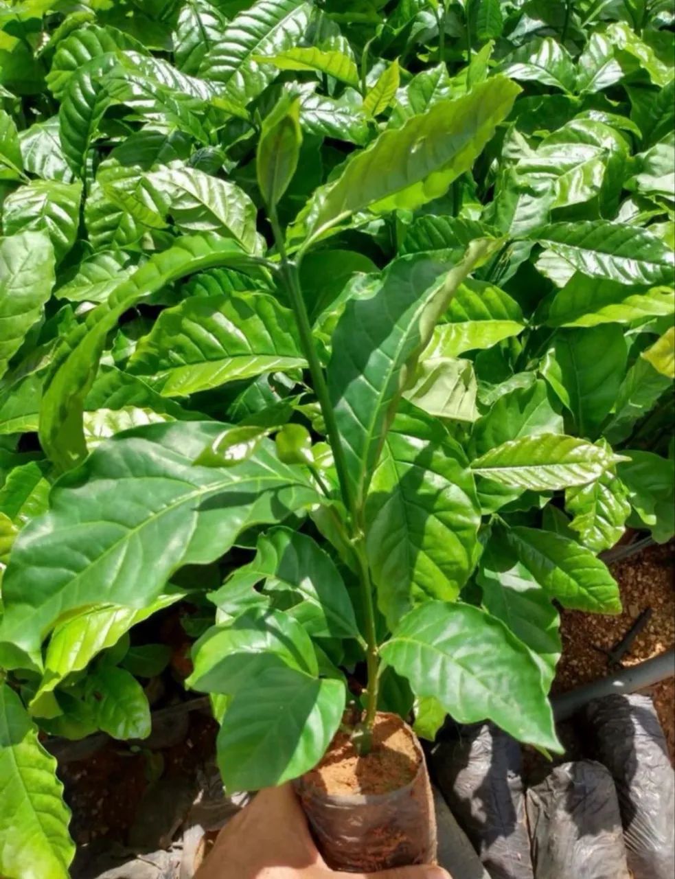 Mudas de café clonal  - Foto 4