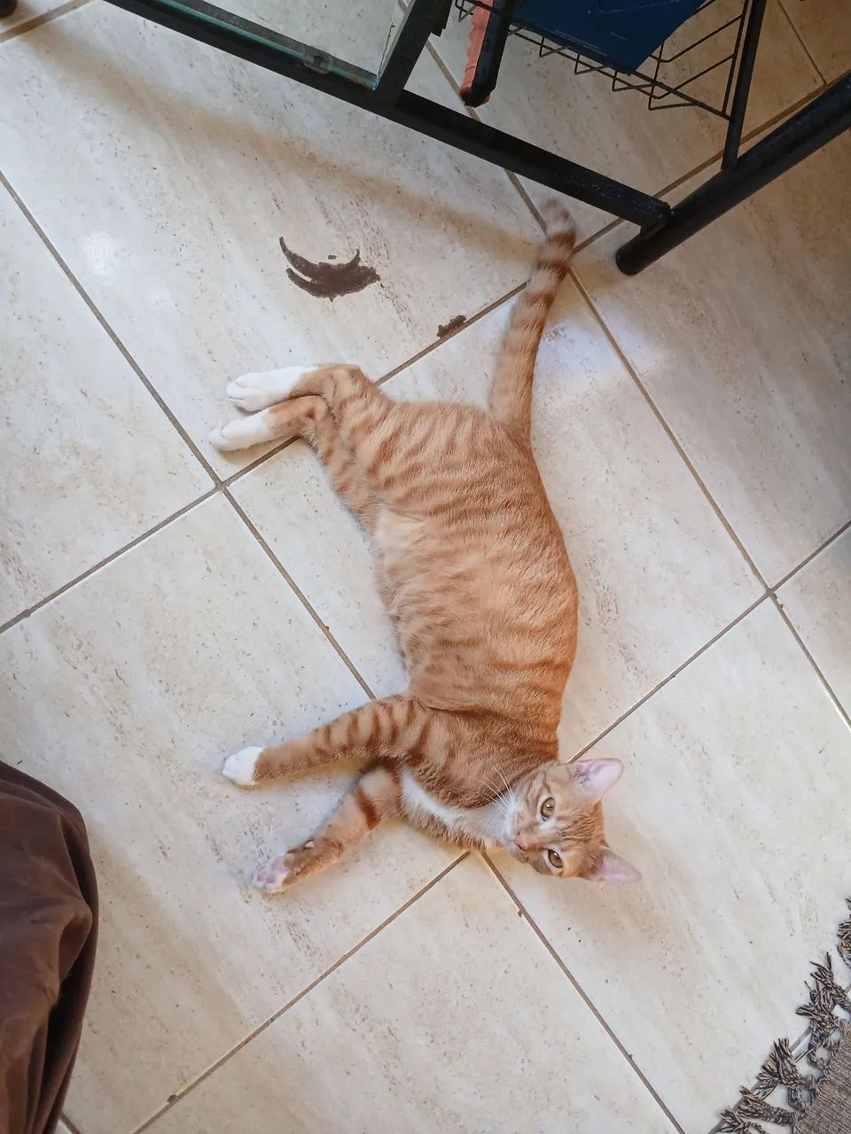 Gato Amarelinho Castrado  - Foto 4
