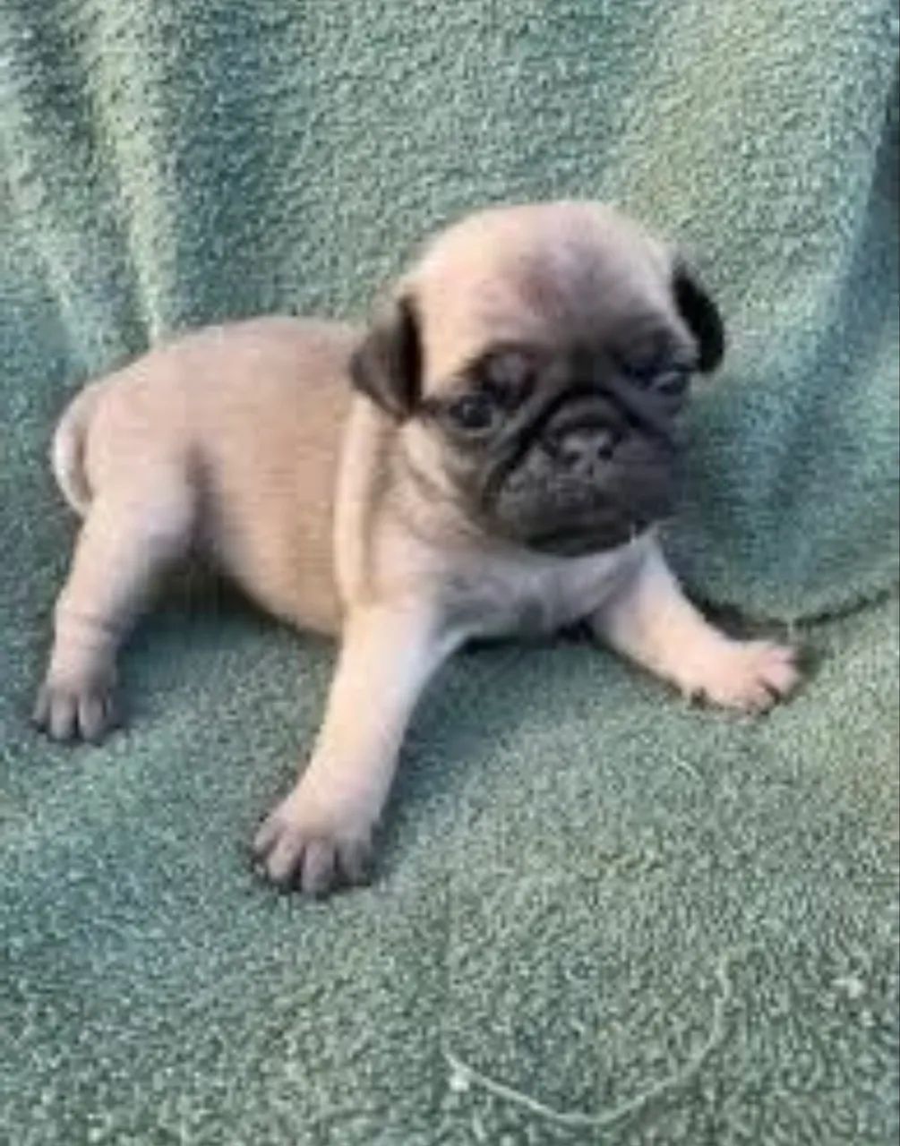 Pug  - Foto 5