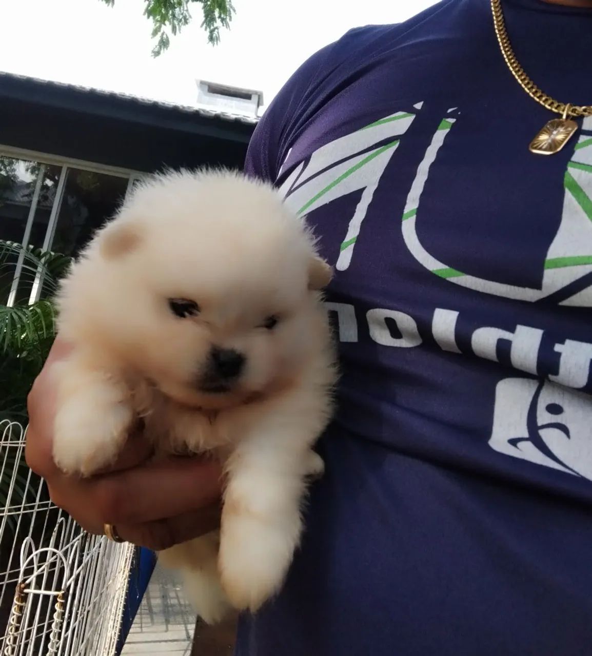 Spitz alemão branquinho  - Foto 4