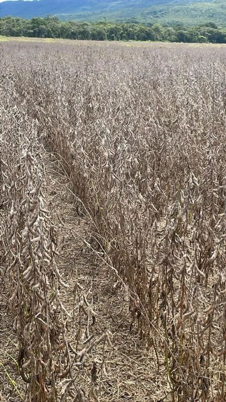 Fazenda arrendamento 1.300 hec em Jangada MT.  - Foto 4