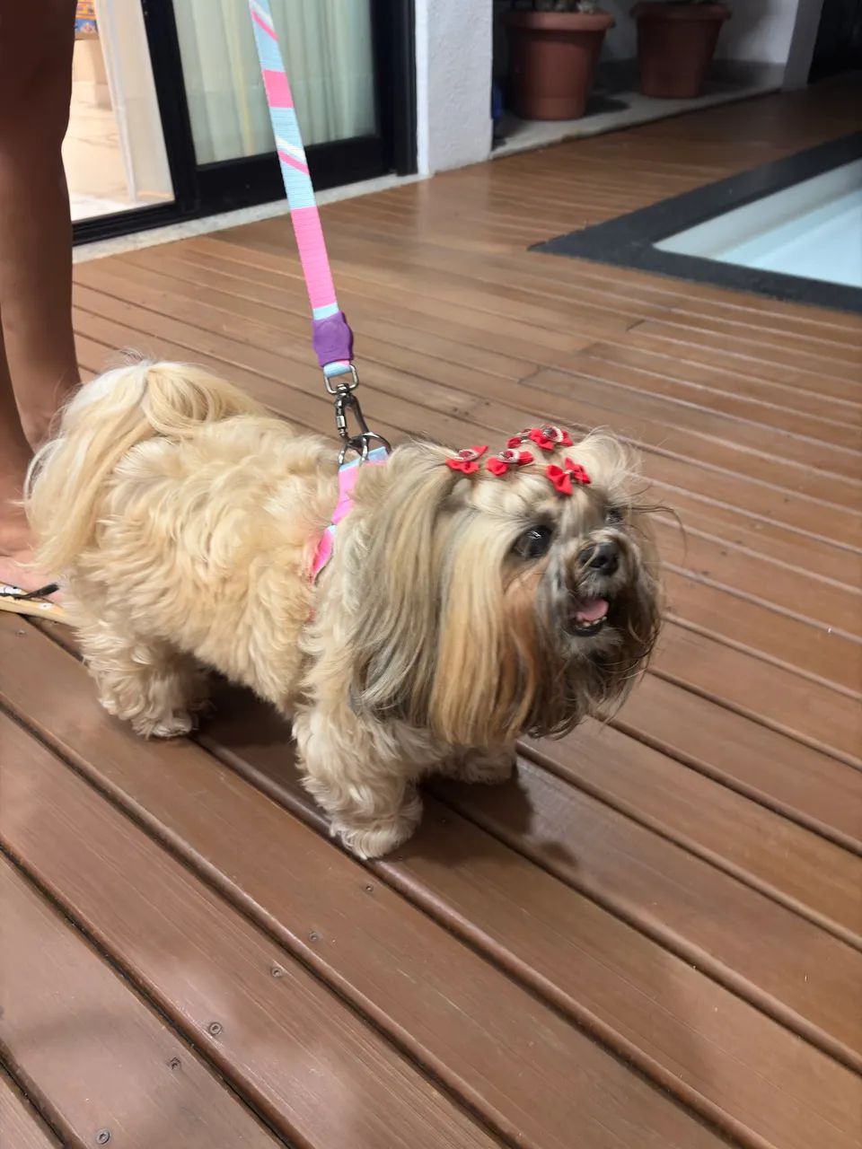 Guia cachorro M - Foto 2