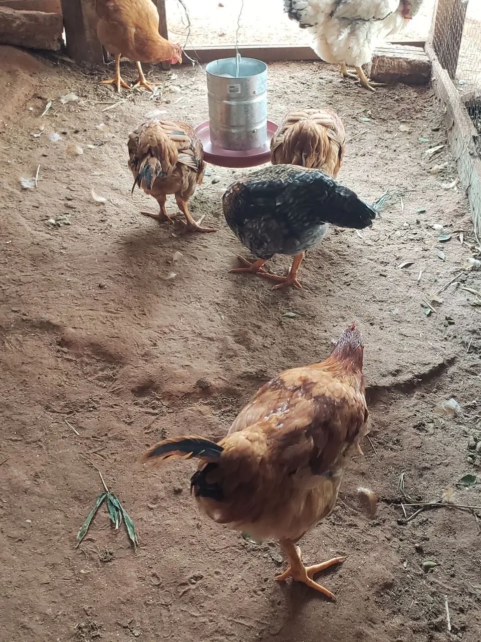 Frango caipira  - Foto 2