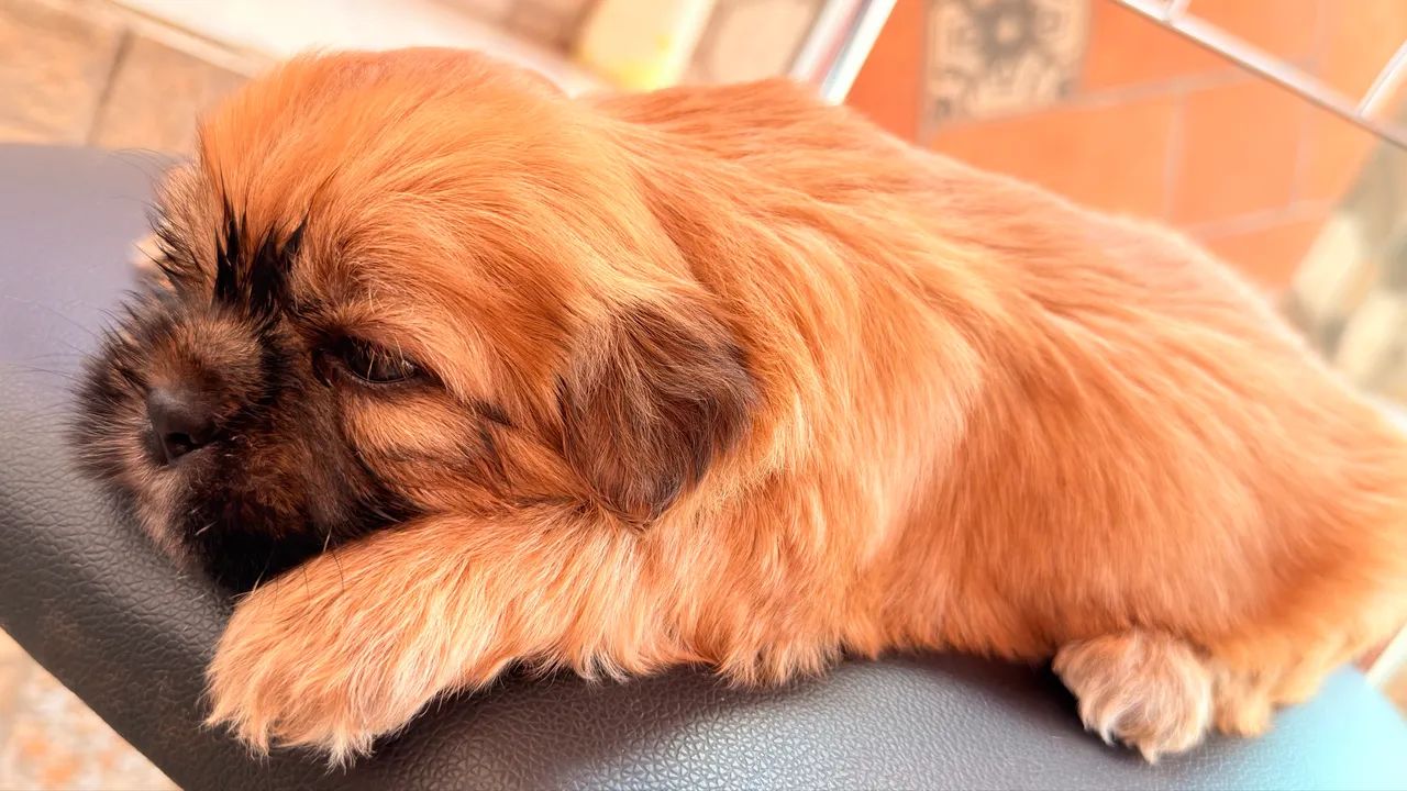 Cachorro  - Foto 2