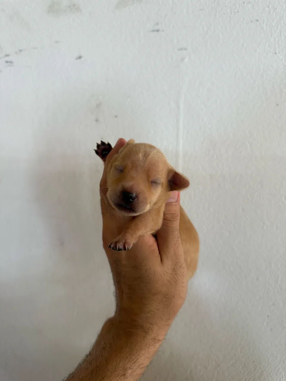 Pincher n0com1  - Foto 3