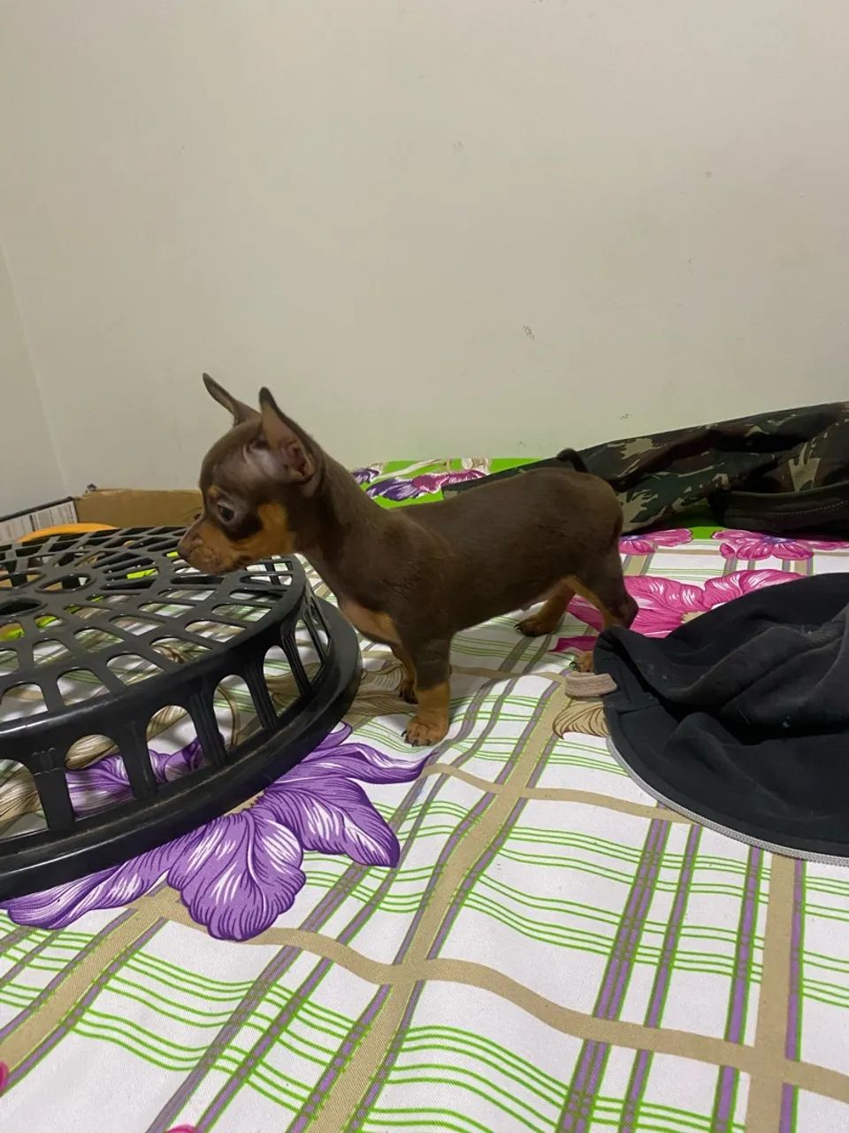 Pinscher  - Foto 5