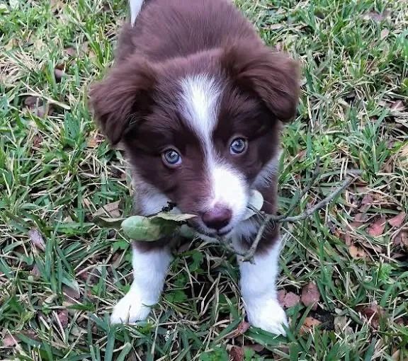 Border collie olhos mel e claros 