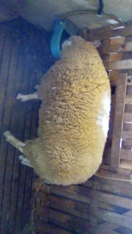 Reprodutor texel