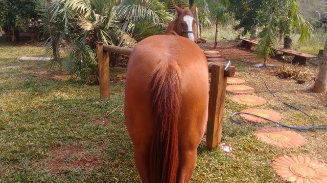 Vendo potranca - Foto 4