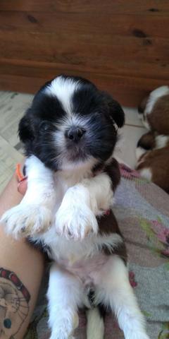 Filhotes de Shih tzu - Foto 6