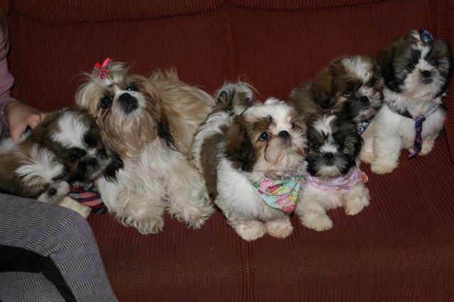 Filhotes Cães Shih Tzu (cartão até 3X s/juros)