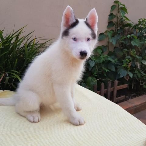 Lindas Fêmeas de Husky - Foto 5