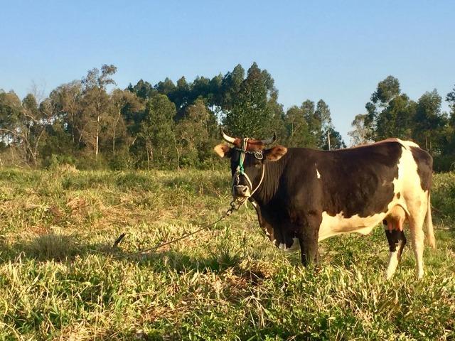 Linda Chácara a venda nesse Recanto em meio a Natureza - Escriturada - Foto 3