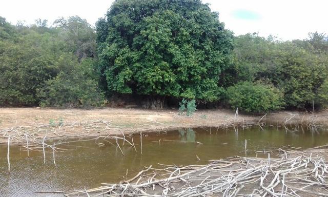 Exploração de Minério , terreno para plantação e criação de gado - Foto 11