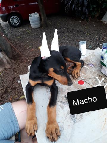 Filhotes de Dobermann - Foto 4